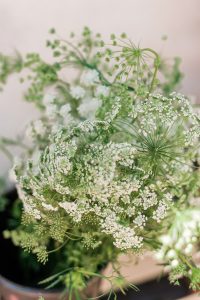 Baby’s Breath Alternatives