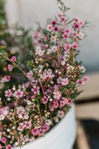 Baby’s Breath Alternatives