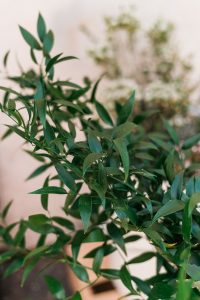 Baby’s Breath Alternatives