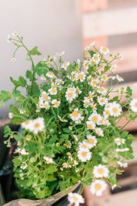 Baby’s Breath Alternatives