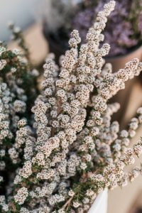 Baby’s Breath Alternatives